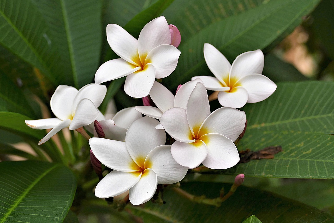 ハワイの結婚式　持ち物は？招待状や席札やしおりは？花はどんなものがいいのかについても！